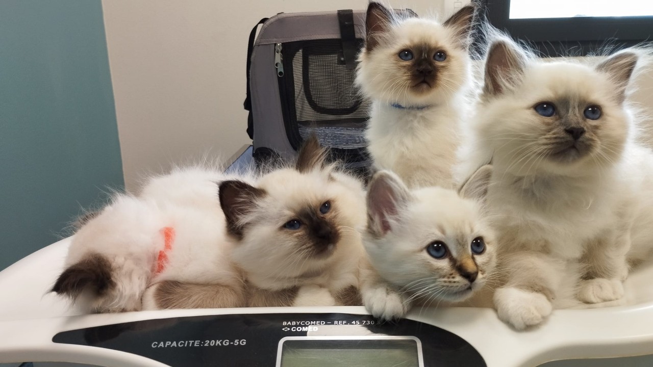 Adorables